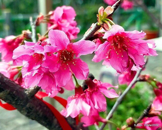 北投復興三路櫻花隧道(Cherry blossoms at Fusin 3th road, Taipei, Taiwan, SJKen, Mar 3, 2022)