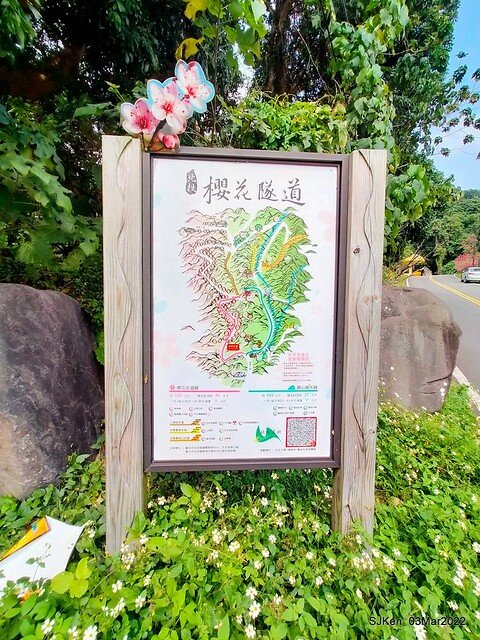 北投復興三路櫻花隧道(Cherry blossoms at Fusin 3th road, Taipei, Taiwan, SJKen, Mar 3, 2022)