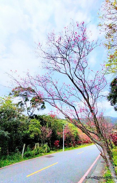 北投復興三路櫻花隧道(Cherry blossoms at Fusin 3th road, Taipei, Taiwan, SJKen, Mar 3, 2022)