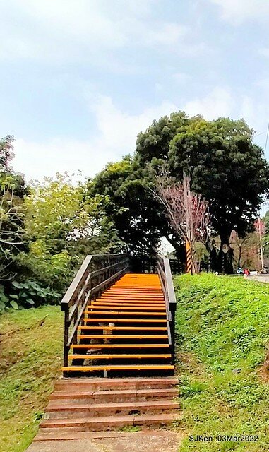 北投復興三路櫻花隧道(Cherry blossoms at Fusin 3th road, Taipei, Taiwan, SJKen, Mar 3, 2022)