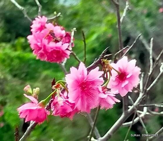 北投復興三路櫻花隧道(Cherry blossoms at Fusin 3th road, Taipei, Taiwan, SJKen, Mar 3, 2022)