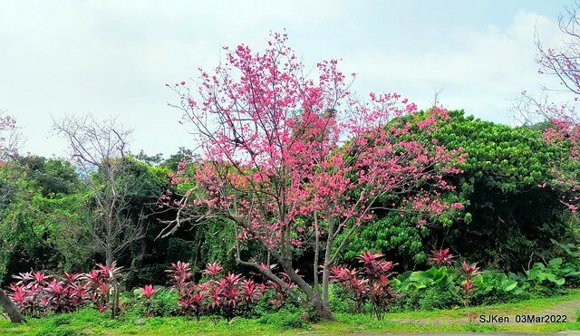 北投復興三路櫻花隧道(Cherry blossoms at Fusin 3th road, Taipei, Taiwan, SJKen, Mar 3, 2022)