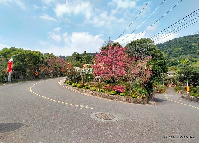 北投復興三路櫻花隧道(Cherry blossoms at Fusin 3th road, Taipei, Taiwan, SJKen, Mar 3, 2022)