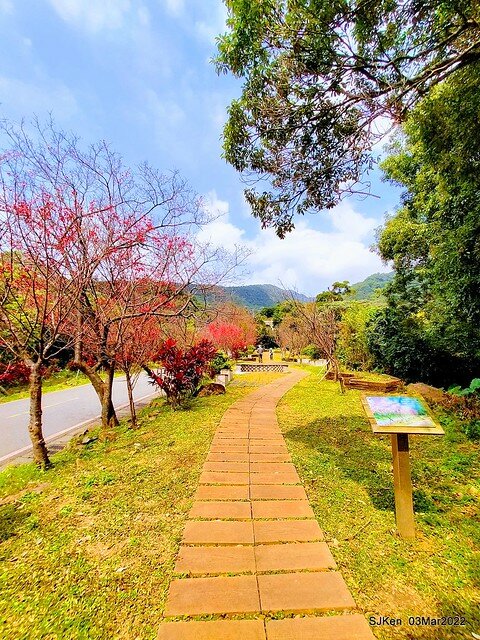 北投復興三路櫻花隧道(Cherry blossoms at Fusin 3th road, Taipei, Taiwan, SJKen, Mar 3, 2022)