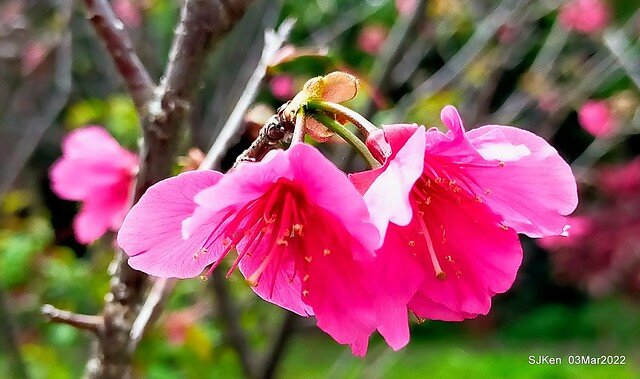 北投復興三路櫻花隧道(Cherry blossoms at Fusin 3th road, Taipei, Taiwan, SJKen, Mar 3, 2022)