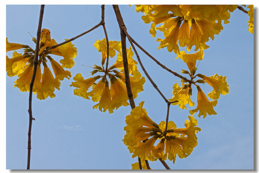 33.IMG_8437.jpg 33.IMG_8437.jpg