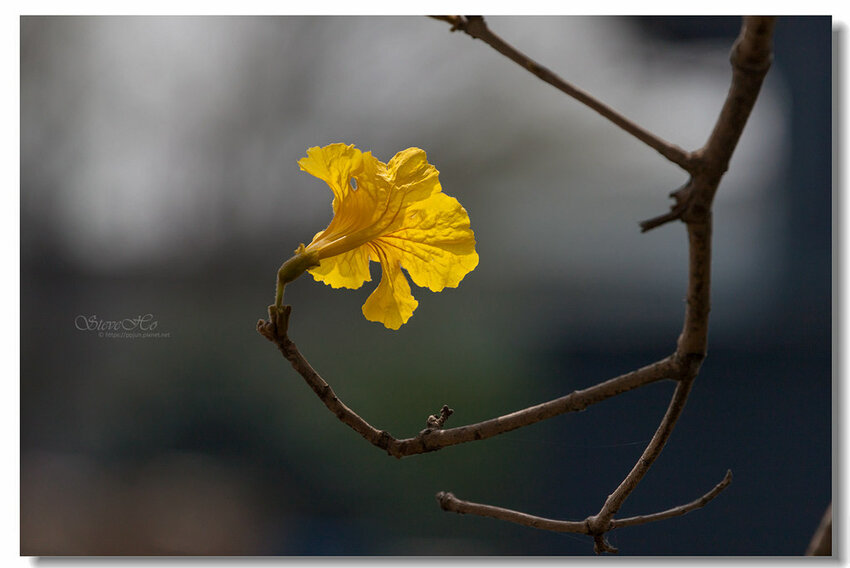 36.IMG_8451.jpg 36.IMG_8451.jpg