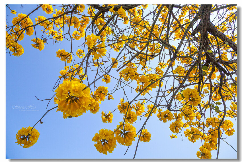 27.IMG_2808.jpg 27.IMG_2808.jpg