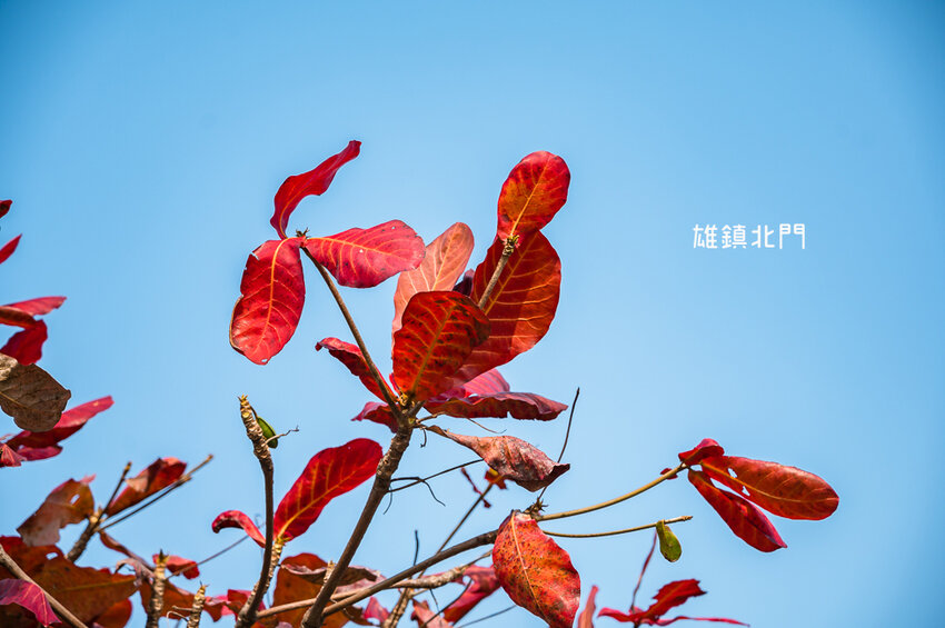 ｜高雄景點｜雄鎮北門，讓你近距離觀看超大貨輪進出港的絕佳景點 - Hallo！I'm 婷兒