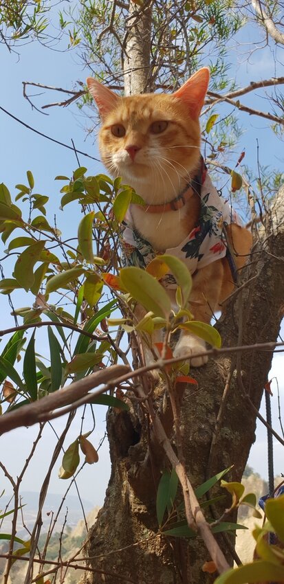 190059.jpg - 【苗栗.三義】帶著貓咪去旅行超壯觀火燄山。大峽谷來回約4.5小時