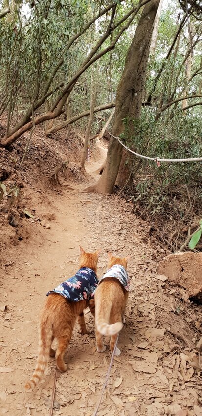 190048.jpg - 【苗栗.三義】帶著貓咪去旅行超壯觀火燄山。大峽谷來回約4.5小時