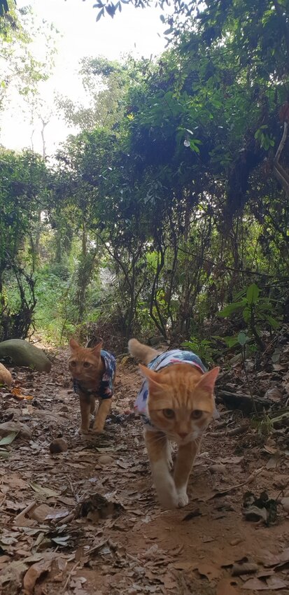 190072.jpg - 【苗栗.三義】帶著貓咪去旅行超壯觀火燄山。大峽谷來回約4.5小時