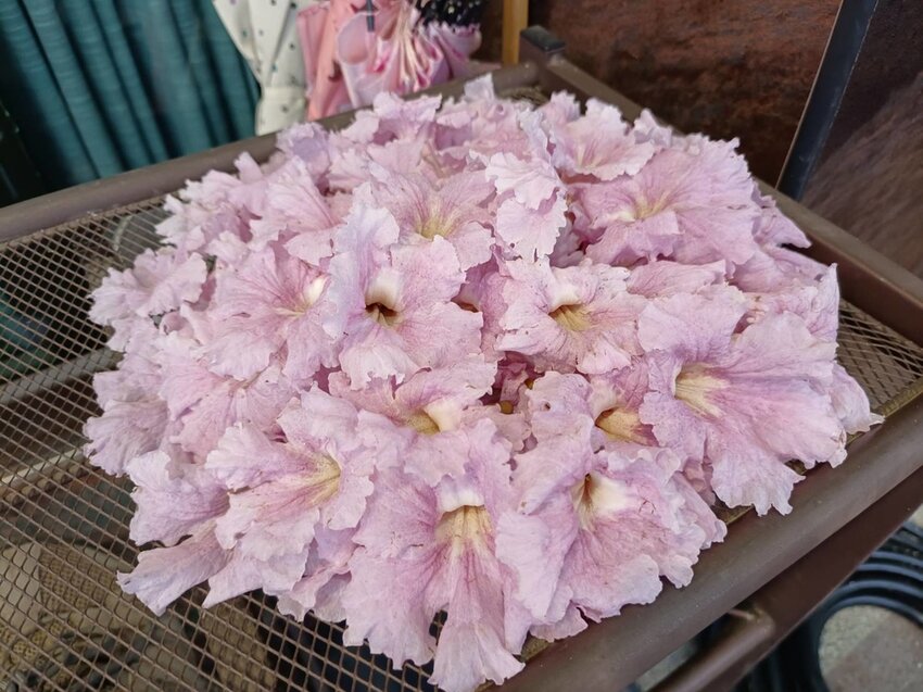 【台南.楠西區】伍龍登山口停車場直奔獵鷹尖+梅嶺一線天。住宿:玉井微風栩栩晴意天空