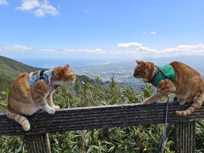 【宜蘭.礁溪】最美網美山抹茶山{聖母登山步道}來回10公里爬升770公尺