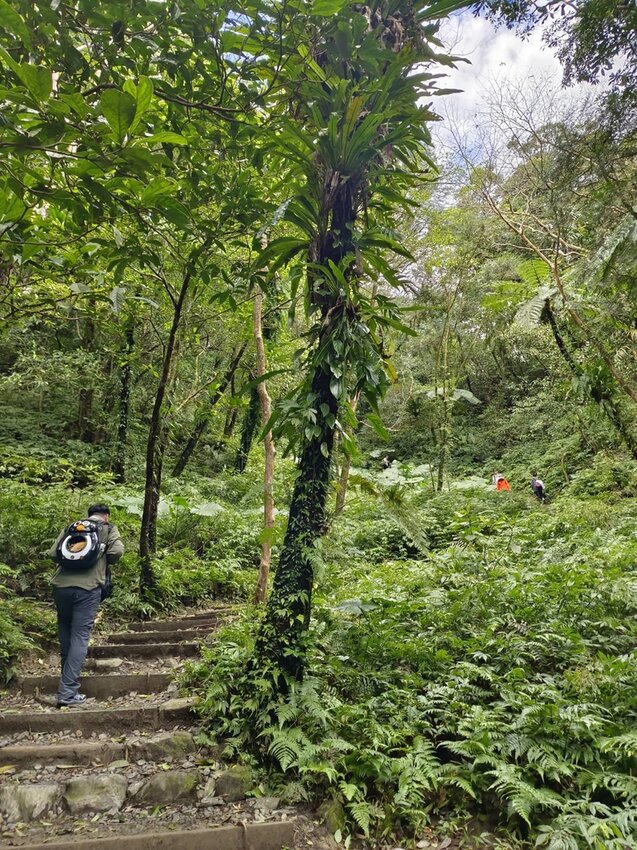 【宜蘭.礁溪】最美網美山抹茶山{聖母登山步道}來回10公里爬升770公尺
