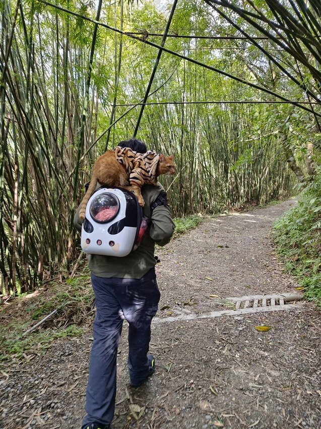 【宜蘭.礁溪】最美網美山抹茶山{聖母登山步道}來回10公里爬升770公尺