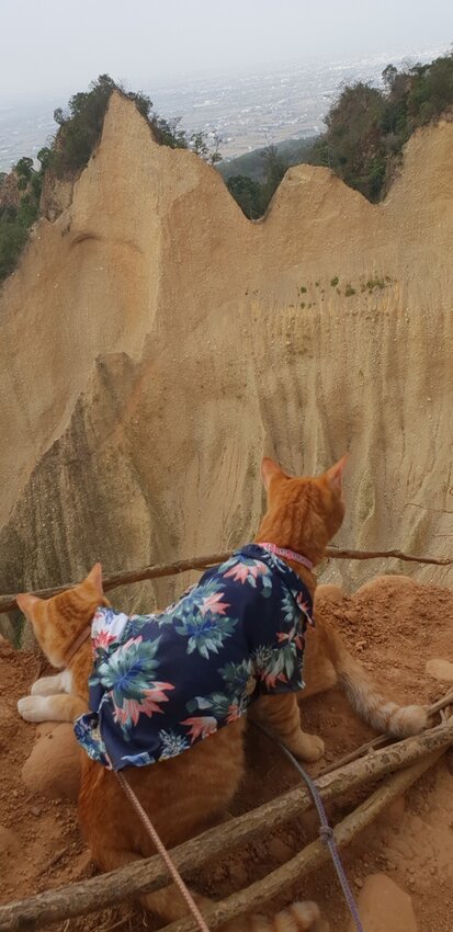 190046.jpg - 【苗栗.三義】帶著貓咪去旅行超壯觀火燄山。大峽谷來回約4.5小時