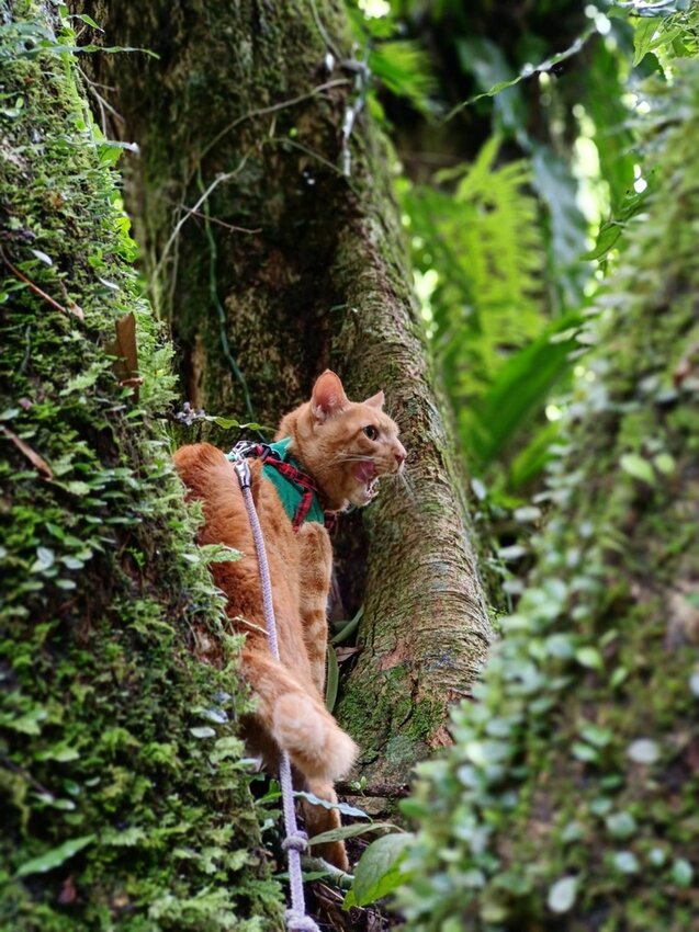 【宜蘭.礁溪】最美網美山抹茶山{聖母登山步道}來回10公里爬升770公尺