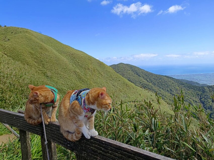 【宜蘭.礁溪】最美網美山抹茶山{聖母登山步道}來回10公里爬升770公尺