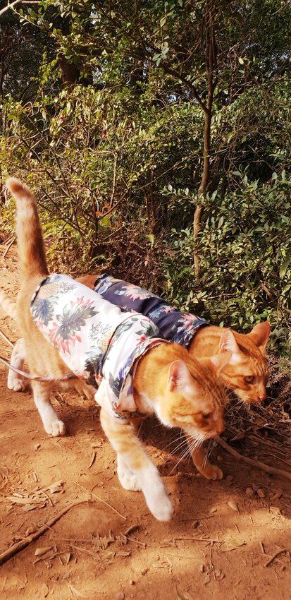 190028.jpg - 【苗栗.三義】帶著貓咪去旅行超壯觀火燄山。大峽谷來回約4.5小時