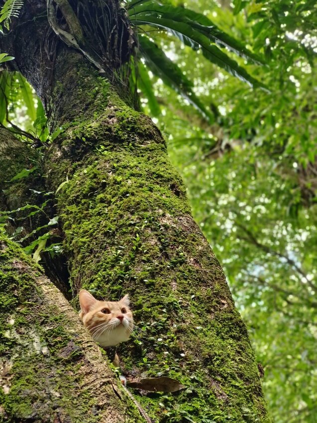 【宜蘭.礁溪】最美網美山抹茶山{聖母登山步道}來回10公里爬升770公尺