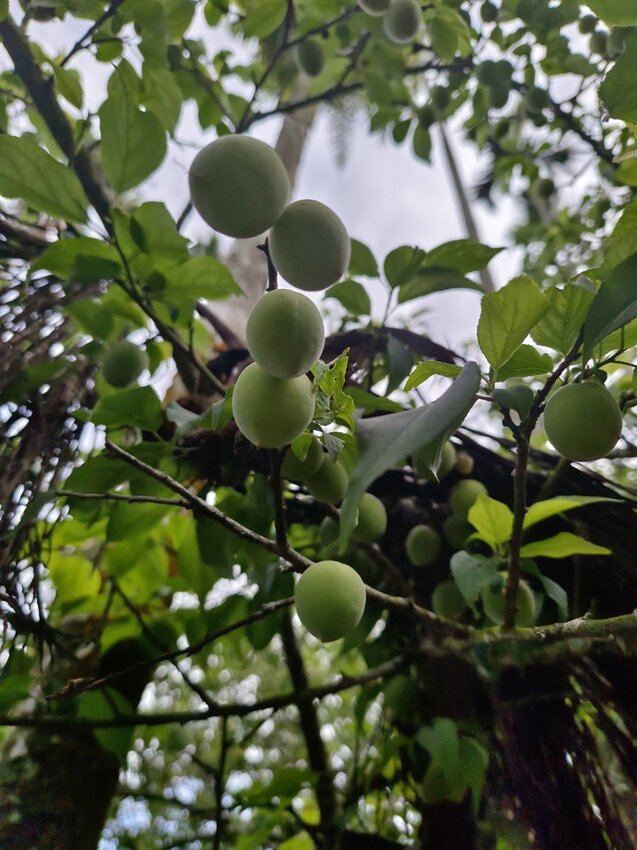 【台南.楠西區】伍龍登山口停車場直奔獵鷹尖+梅嶺一線天。住宿:玉井微風栩栩晴意天空