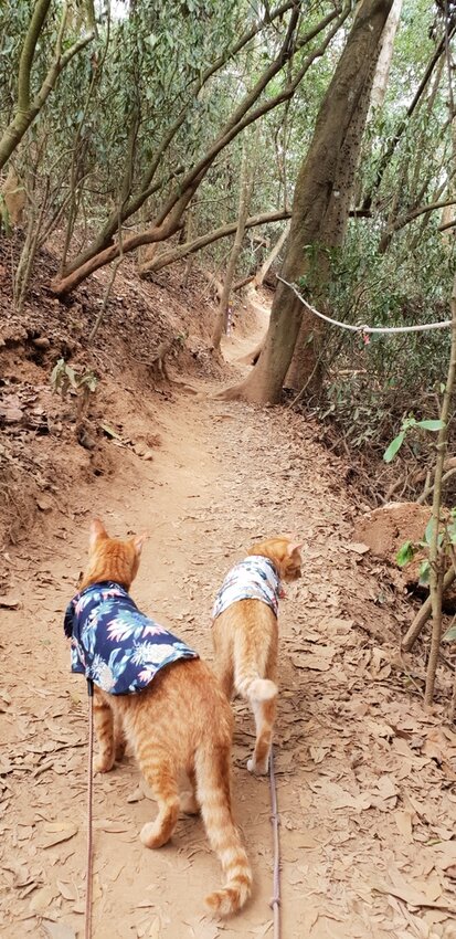 190049.jpg - 【苗栗.三義】帶著貓咪去旅行超壯觀火燄山。大峽谷來回約4.5小時