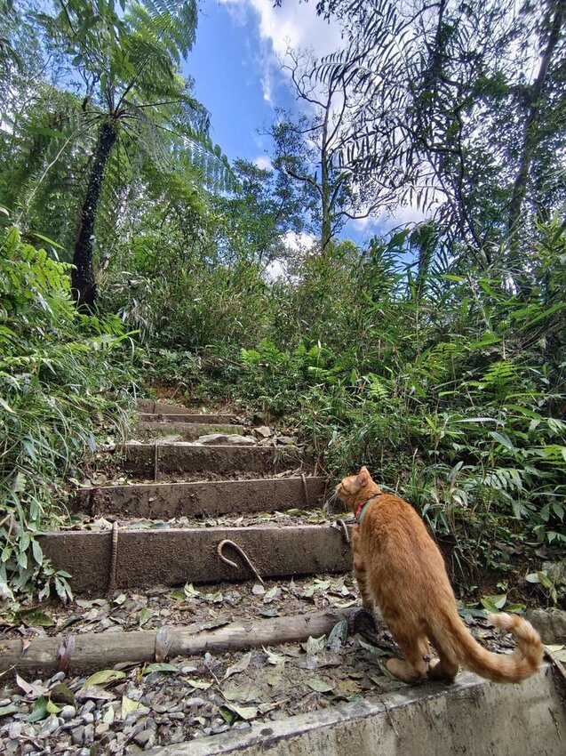 【宜蘭.礁溪】最美網美山抹茶山{聖母登山步道}來回10公里爬升770公尺