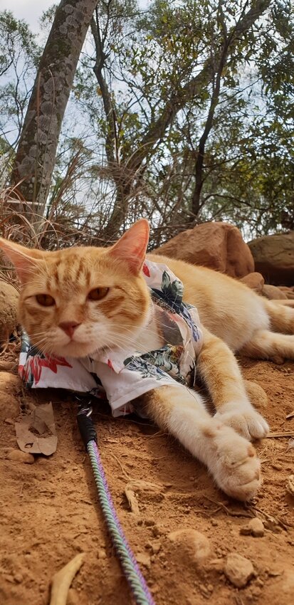 190055.jpg - 【苗栗.三義】帶著貓咪去旅行超壯觀火燄山。大峽谷來回約4.5小時