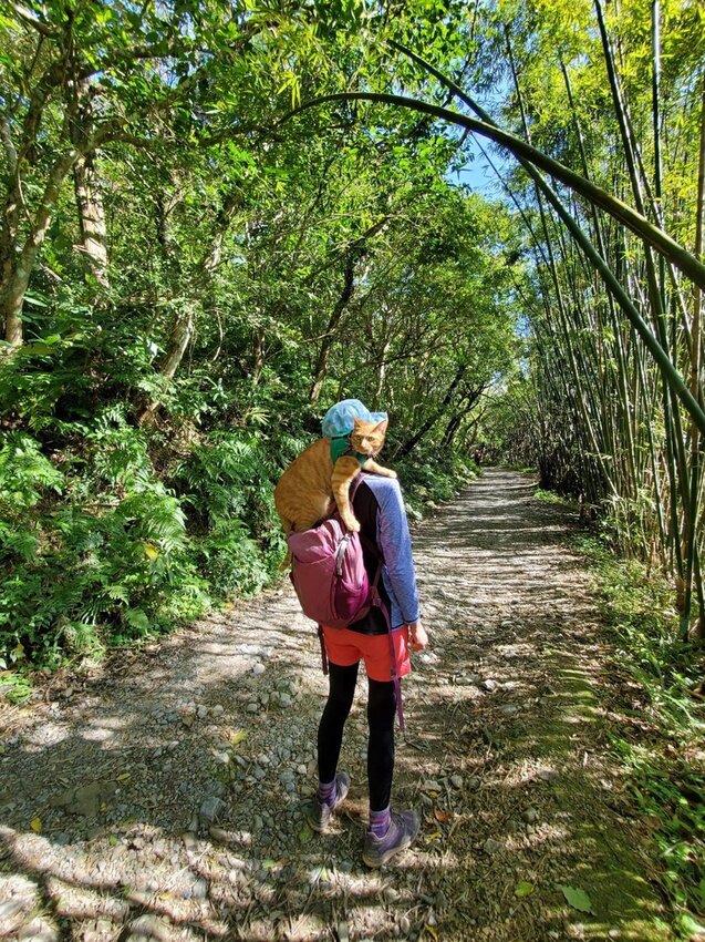 【宜蘭.礁溪】最美網美山抹茶山{聖母登山步道}來回10公里爬升770公尺