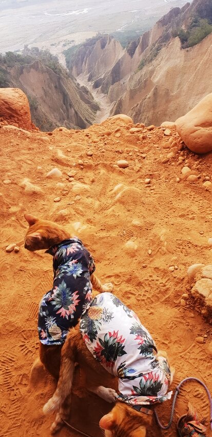 190036.jpg - 【苗栗.三義】帶著貓咪去旅行超壯觀火燄山。大峽谷來回約4.5小時