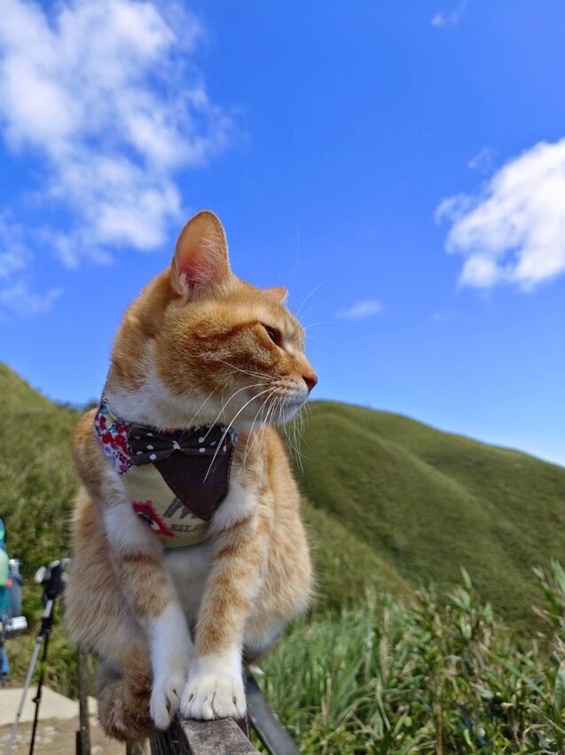 【宜蘭.礁溪】最美網美山抹茶山{聖母登山步道}來回10公里爬升770公尺