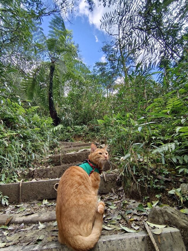 【宜蘭.礁溪】最美網美山抹茶山{聖母登山步道}來回10公里爬升770公尺