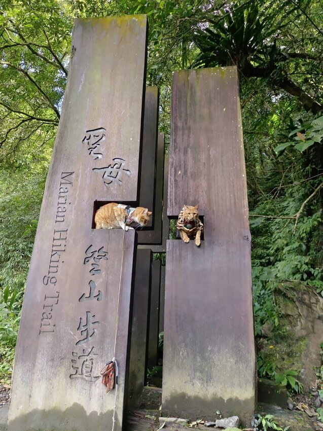 【宜蘭.礁溪】最美網美山抹茶山{聖母登山步道}來回10公里爬升770公尺