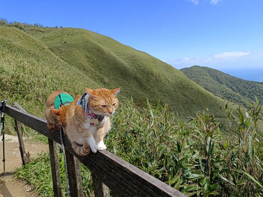 【宜蘭.礁溪】最美網美山抹茶山{聖母登山步道}來回10公里爬升770公尺