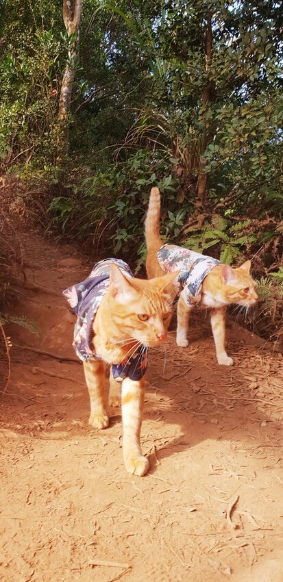 190029.jpg - 【苗栗.三義】帶著貓咪去旅行超壯觀火燄山。大峽谷來回約4.5小時