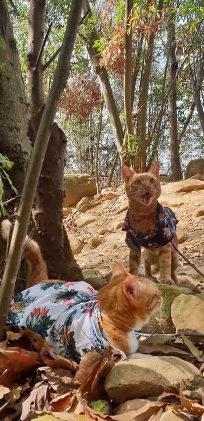 190070.jpg - 【苗栗.三義】帶著貓咪去旅行超壯觀火燄山。大峽谷來回約4.5小時