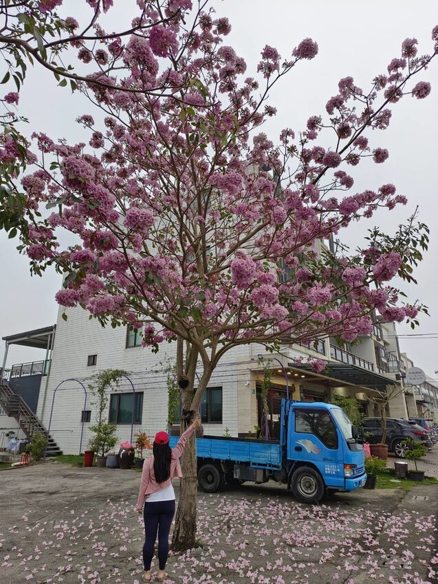 【台南.楠西區】伍龍登山口停車場直奔獵鷹尖+梅嶺一線天。住宿:玉井微風栩栩晴意天空