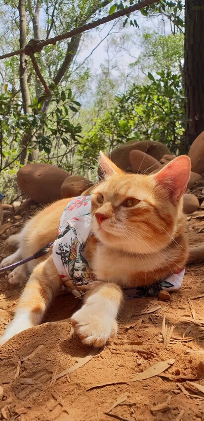 190056.jpg - 【苗栗.三義】帶著貓咪去旅行超壯觀火燄山。大峽谷來回約4.5小時