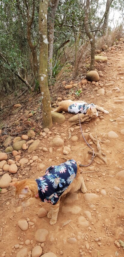 190054.jpg - 【苗栗.三義】帶著貓咪去旅行超壯觀火燄山。大峽谷來回約4.5小時