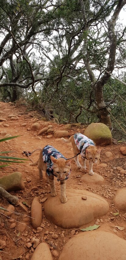 190050.jpg - 【苗栗.三義】帶著貓咪去旅行超壯觀火燄山。大峽谷來回約4.5小時