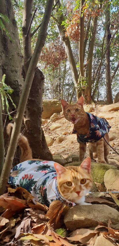 190069.jpg - 【苗栗.三義】帶著貓咪去旅行超壯觀火燄山。大峽谷來回約4.5小時