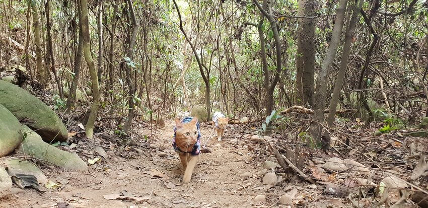 190071.jpg - 【苗栗.三義】帶著貓咪去旅行超壯觀火燄山。大峽谷來回約4.5小時