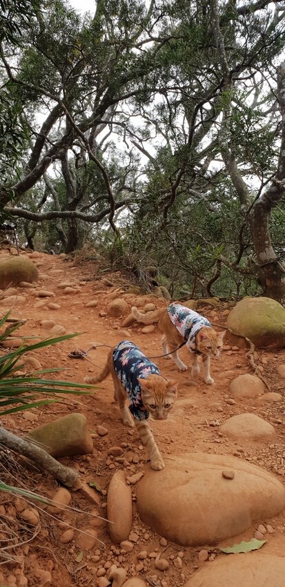 190051.jpg - 【苗栗.三義】帶著貓咪去旅行超壯觀火燄山。大峽谷來回約4.5小時