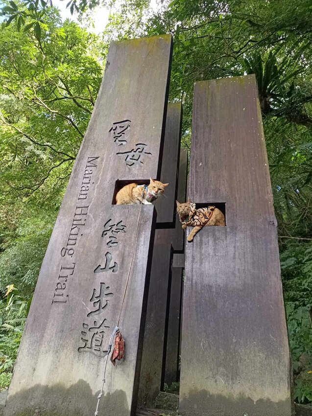 【宜蘭.礁溪】最美網美山抹茶山{聖母登山步道}來回10公里爬升770公尺