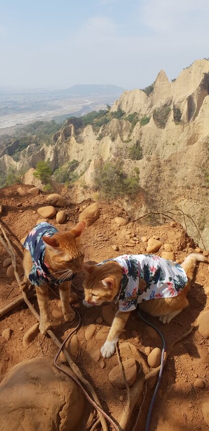 190062.jpg - 【苗栗.三義】帶著貓咪去旅行超壯觀火燄山。大峽谷來回約4.5小時