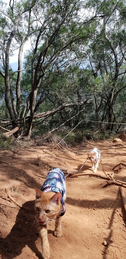 190057.jpg - 【苗栗.三義】帶著貓咪去旅行超壯觀火燄山。大峽谷來回約4.5小時