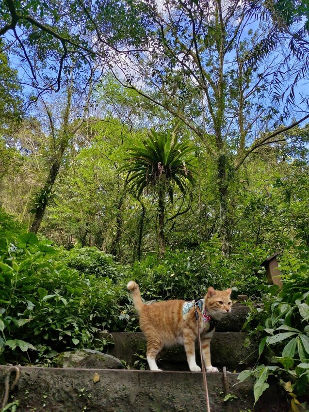 【宜蘭.礁溪】最美網美山抹茶山{聖母登山步道}來回10公里爬升770公尺