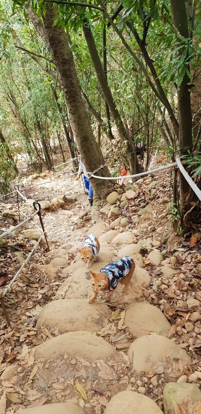 190068.jpg - 【苗栗.三義】帶著貓咪去旅行超壯觀火燄山。大峽谷來回約4.5小時