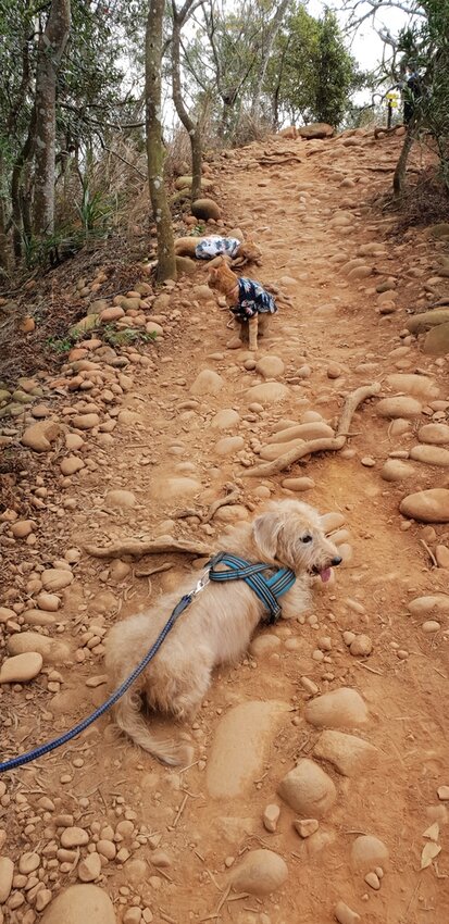 190053.jpg - 【苗栗.三義】帶著貓咪去旅行超壯觀火燄山。大峽谷來回約4.5小時
